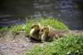 Two ducklings restinng by a stream