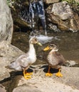 Two ducklings stand on a stone near a small waterfall.