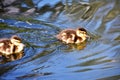 Two  ducklings are swimming in the pond. Royalty Free Stock Photo
