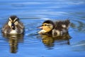 Two  ducklings are swimming in the pond. Royalty Free Stock Photo