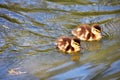 Two  ducklings are swimming in the pond. Royalty Free Stock Photo