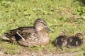 Two ducklings  and their mother beside  the Ornamental Lake Royalty Free Stock Photo