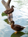 Two Ducks Royalty Free Stock Photo