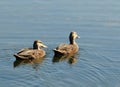 Two ducks Royalty Free Stock Photo
