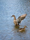 Two ducks Royalty Free Stock Photo