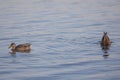 Two ducks (anatidae) swimming on blue colored water, one with its head dipped into the water