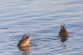 Two ducks (anatidae) swimming and diving into the water