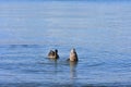 Two ducks on calm water Royalty Free Stock Photo