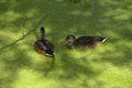 Two ducks close up. A duck swims in an overgrown old pond. Waterfowl in nature. A pond covered with duckweed and greenery on a Royalty Free Stock Photo