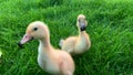 Ducks with dirty beaks. Poultry playing in the grass on the farm. Ducklings and chickens googling together and looking