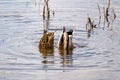 Two ducks diving, tailfeathers in the air