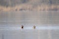 two ducks diving simultaneously into the lake water. funny scene Royalty Free Stock Photo