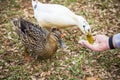 Two ducks eating bird seed out of a hand Royalty Free Stock Photo