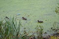 Two ducks, eating a duck weed in a green, polluted pond.