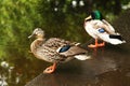 Two ducks are on edge of pond. Royalty Free Stock Photo