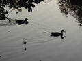 Two ducks on the evening lake