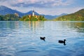 Two ducks on famous lake with church on Island - Bled. Slovenia. Scenery with clear blue water, building, castle and mountains Royalty Free Stock Photo