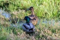 Two ducks in some long grass.