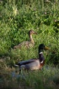 Two ducks in some long grass.