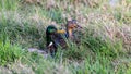 Two ducks in some long grass.