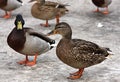 Two ducks. Female and Mallard Duck. Closeup of Royalty Free Stock Photo