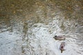 Two ducks float at the corner Royalty Free Stock Photo