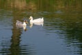 Two ducks float in a pond in a summer sunny day. Royalty Free Stock Photo
