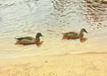 Two ducks floating by the lake shore Royalty Free Stock Photo
