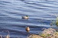 Two ducks floating peacefully in water Royalty Free Stock Photo