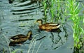 Two ducks floating by the pond shore Royalty Free Stock Photo