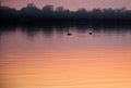 Two ducks are floating on the river against the sunset sky Royalty Free Stock Photo