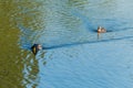 Two ducks floating on the water surface of the reservoir. One as if wants to catch up with another and with all his Royalty Free Stock Photo