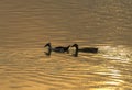 Two ducks are friends Royalty Free Stock Photo