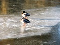 Two ducks on the frozen winter ice on the pond Royalty Free Stock Photo