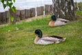 Two ducks on the grass near the pond Royalty Free Stock Photo