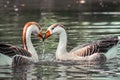 Two Ducks are haveing good time in a river. Royalty Free Stock Photo