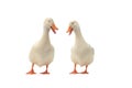 Two ducks isolated on white background Royalty Free Stock Photo