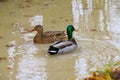 Two ducks on a lake