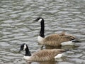 Two ducks on a lake