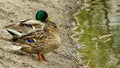 Two ducks looking in the distance