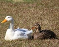 Two ducks in love