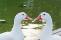 Two ducks love talk
