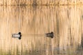 Two Ducks Slowly Swimming on the Silent Lake in Spring Royalty Free Stock Photo