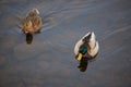 Two ducks male and female swimming on the river Royalty Free Stock Photo