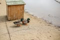 Two ducks, mallards stand near the nest in winter
