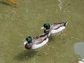 Two ducks Mallards which swim one behind the other Royalty Free Stock Photo