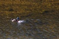 Two ducks during mating. A duck swims after another duck and tries to mate with it in the river Royalty Free Stock Photo