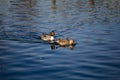 Two ducks northern pintail swimming in pond, spring sunny day, Close up, male, female, pair Anas acuta on water, birds and animals Royalty Free Stock Photo