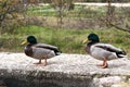 Two ducks on old stone wall Royalty Free Stock Photo