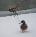 Two ducks one waits while the other walks in the snow to explore. Royalty Free Stock Photo
